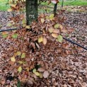 Fagus sylvatica - 3