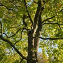 Fagus sylvatica - november 2025