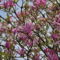 Magnolia 'Susan' - 2