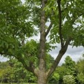 Phellodendron amurense - 8