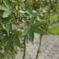 Acer palmatum 'Ueno Yama' - 2