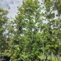 Quercus ilex - 4