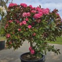 Rhododendron yakushimanum 'Fantastica' - 6