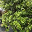 Quercus ilex - 1