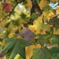 Liquidambar styraciflua - 3