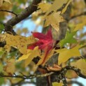 Liquidambar styraciflua - 2