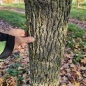Liquidambar styraciflua - 1