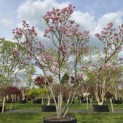 Magnolia 'Susan' - 3