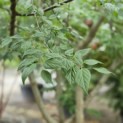 Celtis Occidentalis - 2