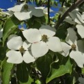 Cornus kousa 'Schmetterling' - Foto 5