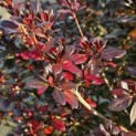 Rododendron Azalea 'Stewartstonian' - 1
