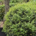 Osmanthus x Burkwoodii - Foto 1