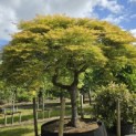 Acer palmatum 'Dissectum' - Foto 5