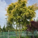 Acer palmatum 'Ueno Yama' - Foto 1
