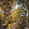 Acer palmatum 'Inaba Shidare' - Foto 7