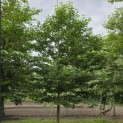 Styrax japonicus - 2