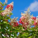 Hydrangea paniculata 'Pinky Winky' - Foto 1