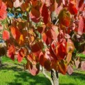Cornus florida - herfst