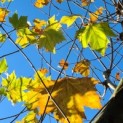 Platanus x Hispanica