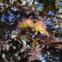 Albizia julibrissin 'Summer Chocolate' - 1