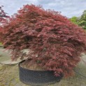 Acer palmatum 'Dragon's fire' - 7