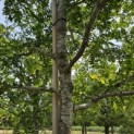 Gleditsia triacanthos ‘Sunburst' - Foto 1