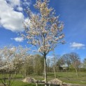 Amelanchier arborea 'Robin Hill' - 1