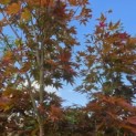Acer palmatum 'Atropurpureum' - Foto 4