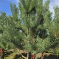 Pinus sylvestris - 6