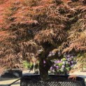 Acer palmatum 'Dragon's fire' - Foto 1
