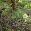 Fagus sylvatica 'Atropunicea' - 1