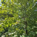 Liquidambar styraciflua - 2