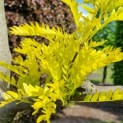 Gleditsia triachantos 'Sunburst' - Foto 3