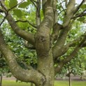 Carpinus betulus 'Frans Fontaine'   (Fastigiata) - Foto 2
