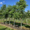 Gymnocladus dioica - augustus 2024