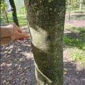 Fagus sylvatica 'Atropunicea' - Foto 2