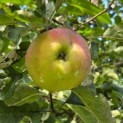 Malus domestica 'Lombarts' - 1