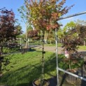 Acer shirasawanum 'Jordan' - eind september