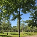 Gleditsia triacanthos ‘Sunburst' - 5