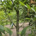 Carpinus betulus - 3