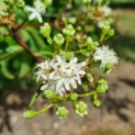 Heptacodium miconioides - Foto 2