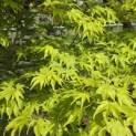 Acer palmatum - Foto 3