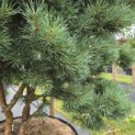 Pinus sylvestris 'Watereri' - 4