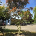 Acer palmatum Masu-kagami - 1