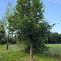 Carpinus Betulus - 9