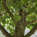 Platanus hispanica dak of knotvorm - 2