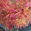 Acer palmatum 'Jerre Schwartz' - Foto 6