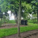 Platanus x hispanica - Afbeelding 1
