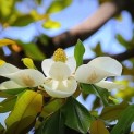 Magnolia grandiflora 'Galissonnière' - 1