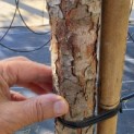 Pinus sylvestris - Foto 2